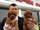 Türki̇yeni̇n En Güzel Toy Poodle Yavrulari Di̇şi̇ Erkek Ankara