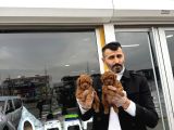 Türki̇yeni̇n En Güzel Toy Poodle Yavrulari Di̇şi̇ Erkek Ankara
