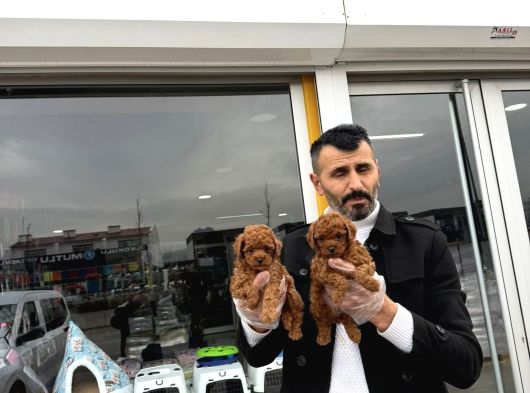 Türki̇yeni̇n En Güzel Toy Poodle Yavrulari Di̇şi̇ Erkek Ankara görsel