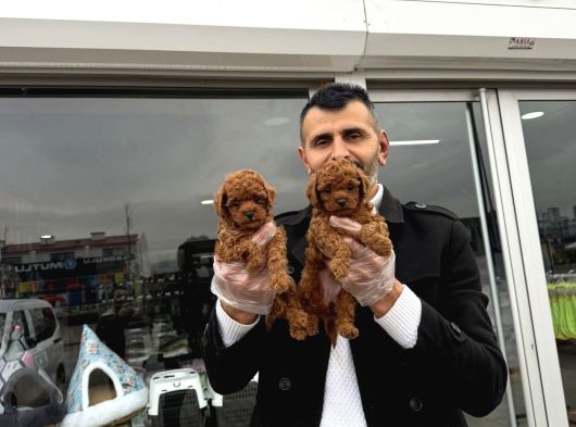 Türki̇yeni̇n En Güzel Toy Poodle Yavrulari Di̇şi̇ Erkek Ankara görsel