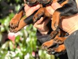 Üst Kalite King Doberman Yavrularım