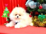 Pomeranian Boo Teddy Bear Yavrularımız