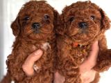 Redbrown Toy Poodle Yavrularım