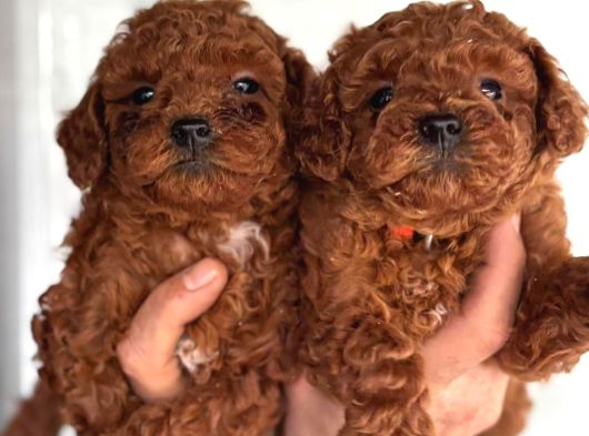 Redbrown Toy Poodle Yavrularım görsel