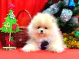 Pomeranian Boo Teddy Bear Yavrularımız