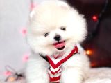 Gerçek Ayicik Surat Boo Pomeranian Yavrularımız
