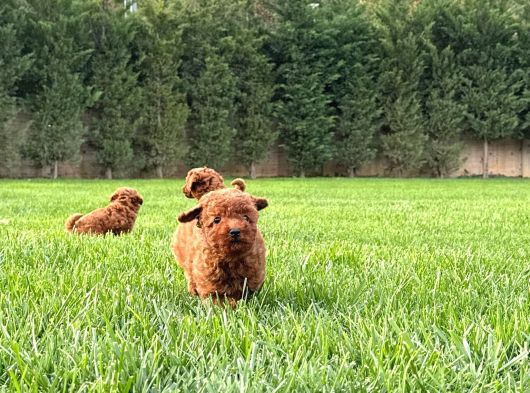 Tea Cup  Orji̇nal Toy Poodle Yavrulari görsel