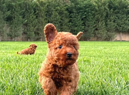 Tea Cup  Orji̇nal Toy Poodle Yavrulari görsel