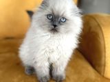 Türkiyenin en güzel scottish fold long yuvarlak kafa