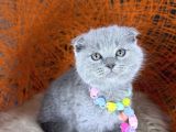 Topaç Yanak Scottish Fold Yavru