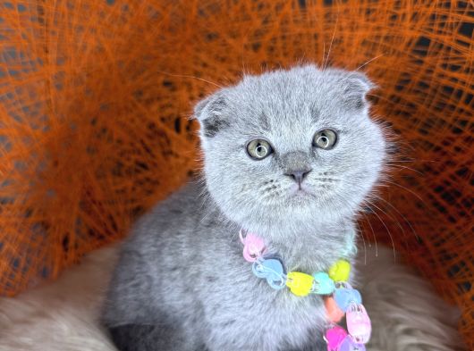 Topaç Yanak Scottish Fold Yavru