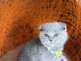 Topaç Yanak Scottish Fold Yavru