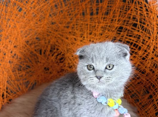 Topaç Yanak Scottish Fold Yavru görsel