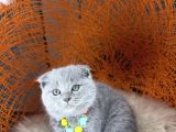 Topaç Yanak Scottish Fold Yavru