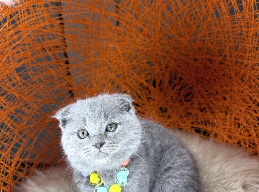 Topaç Yanak Scottish Fold Yavru görsel