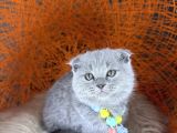 Topaç Yanak Scottish Fold Yavru