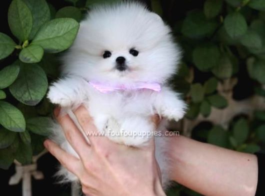 Ayı Suratlı Pomeranian Boo Bebeklerimiz
