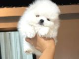 Ayı Suratlı Pomeranian Boo Bebeklerimiz