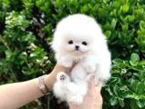 Sahnenin Yıldızı Pomeranian Boo Bebeklerimiz