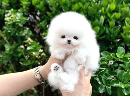 Sahnenin Yıldızı Pomeranian Boo Bebeklerimiz görsel