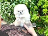 Sahnenin Yıldızı Pomeranian Boo Bebeklerimiz