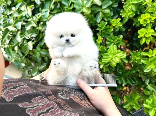 Sahnenin Yıldızı Pomeranian Boo Bebeklerimiz görsel