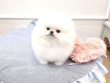 Sahnenin Yıldızı Pomeranian Boo Bebeklerimiz