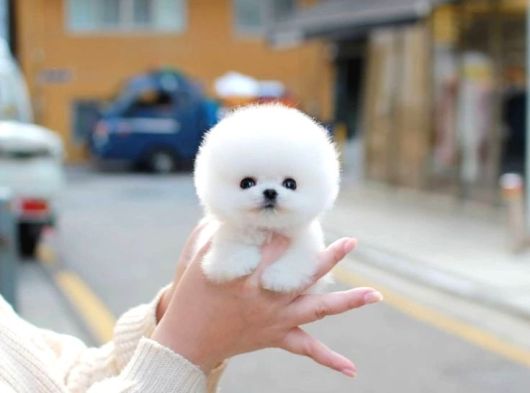Sahnenin yıldızı pomeranian boo bebeklerimiz