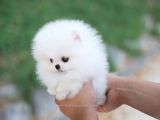 Sahnenin Yıldızı Pomeranian Boo Bebeklerimiz