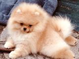 Ayı Suratlı Pomeranian Boo Bebeklerimiz