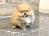 Ayı Suratlı Pomeranian Boo Bebeklerimiz