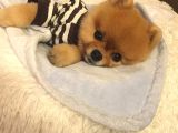 Ayı Suratlı Pomeranian Boo Bebeklerimiz