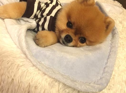Ayı Suratlı Pomeranian Boo Bebeklerimiz görsel