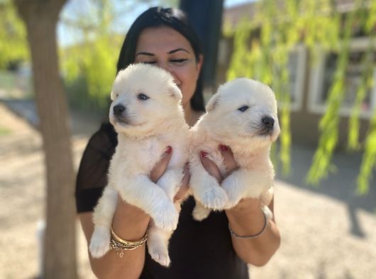 Pamuk Gibi Safkan Samoyed Yavrularım