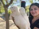 Pamuk Gibi Safkan Samoyed Yavrularım