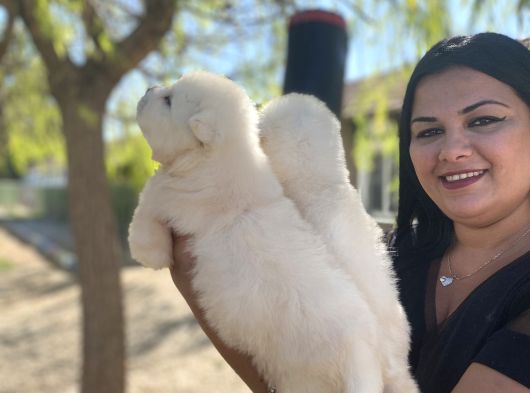 Pamuk Gibi Safkan Samoyed Yavrularım görsel
