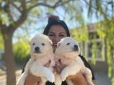 Pamuk Gibi Safkan Samoyed Yavrularım