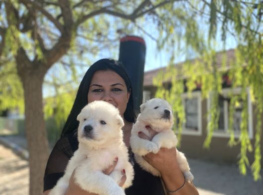 Pamuk Gibi Safkan Samoyed Yavrularım görsel