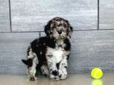 Nadi̇r Bulunan Renk Blue Merle Labradoodle