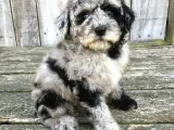 NADİR BULUNAN RENK BLUE MERLE LABRADOODLE