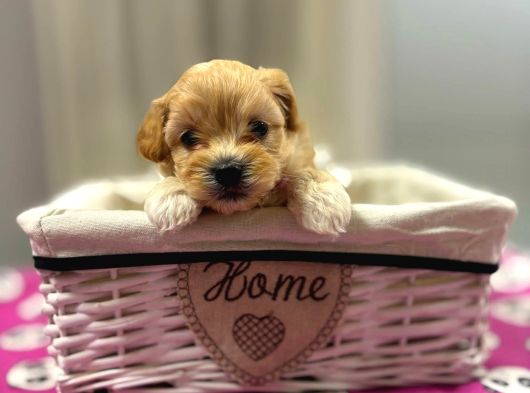 Maltipoo En Mini Yavrularımız görsel