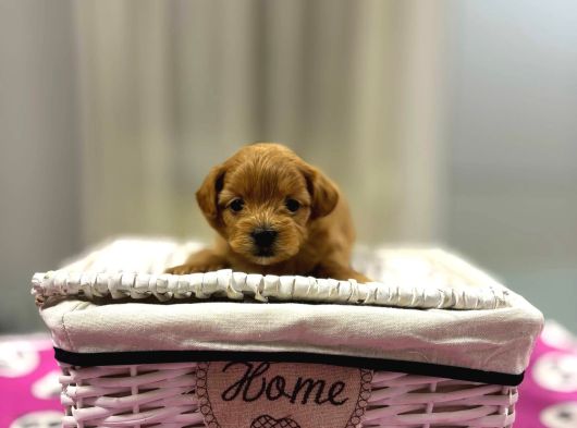 Maltipoo En Mini Yavrularımız görsel
