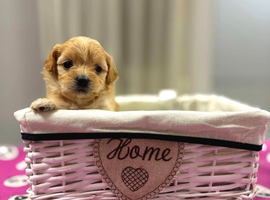 Maltipoo En Mini Yavrularımız görsel