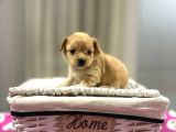 Maltipoo En Mini Yavrularımız