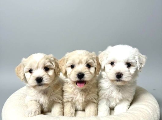 Mall Of İstanbul Vonalpten Malti̇poo Yavrulari