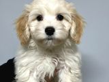Mall Of İstanbul Vonalpten Malti̇poo Yavrulari