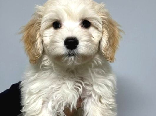 Mall Of İstanbul Vonalpten Malti̇poo Yavrulari görsel