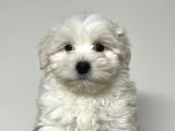 Mall Of İstanbul Vonalpten Malti̇poo Yavrulari