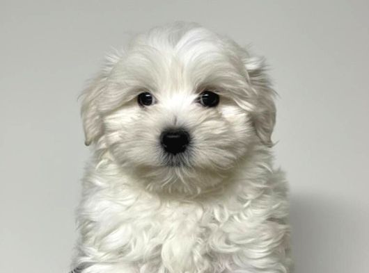 Mall Of İstanbul Vonalpten Malti̇poo Yavrulari görsel