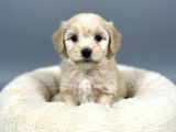 Mall Of İstanbul Vonalpten Malti̇poo Yavrulari
